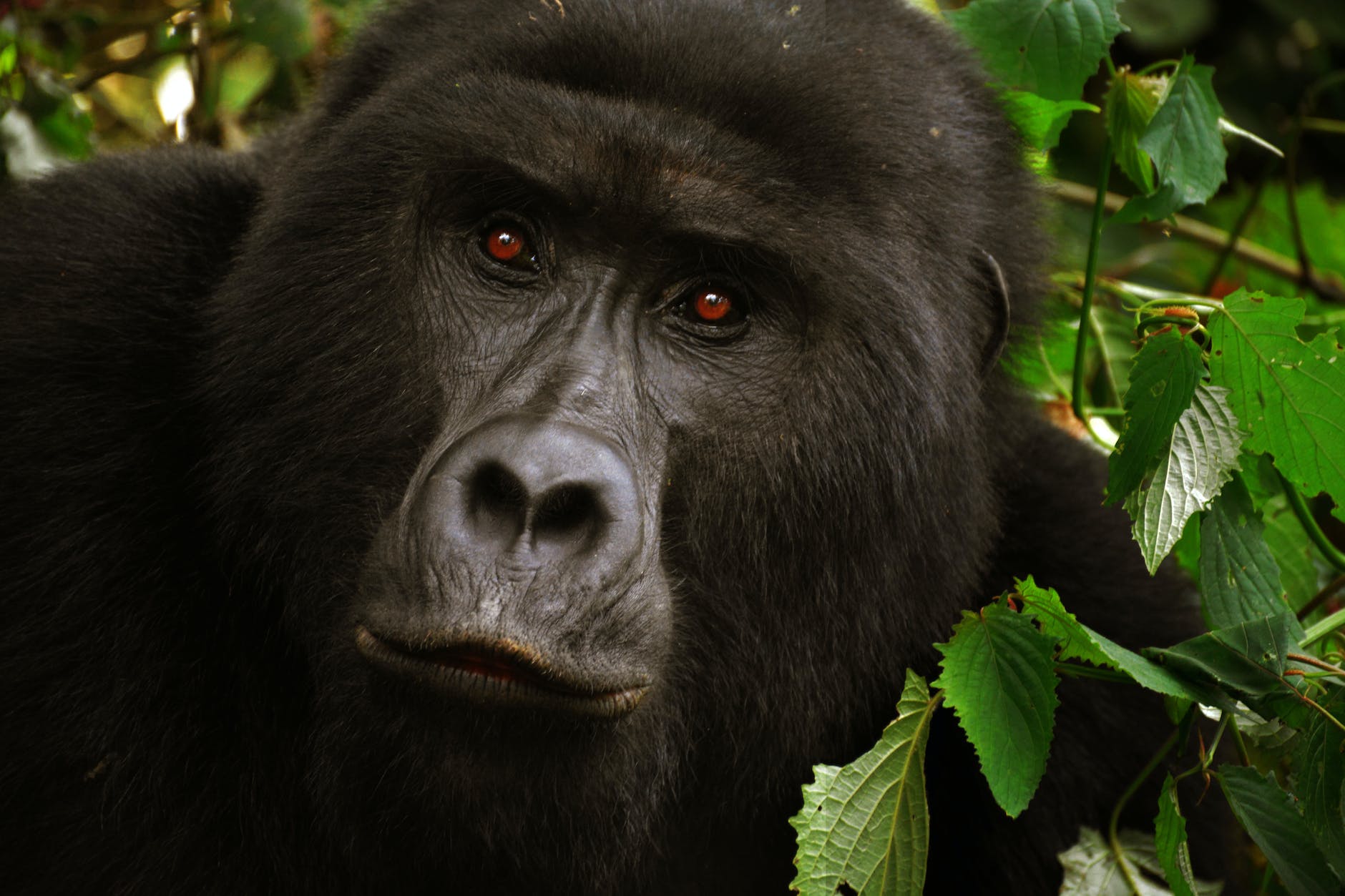 close up photo of black gorilla