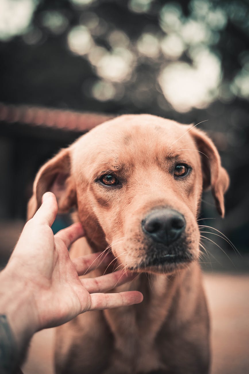 brown short coated dog on selective focus photography